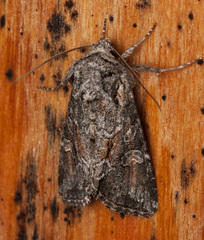 Lacinipolia acutipennis