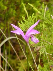 Arethusa bulbosa