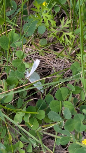 Four-lined Cream Moth photo 5