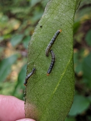 Evergestis rimosalis
