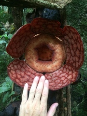 Rafflesia