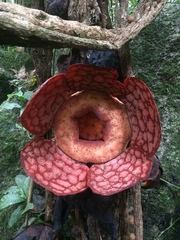 Rafflesia