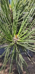 Pinus thunbergii