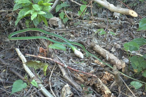 Photo of a Pointed Snake (Uromacer oxyrhynchus)