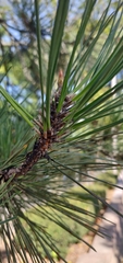 Pinus thunbergii