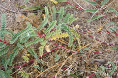 Astragalus nuttallii