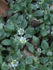 Nama californica