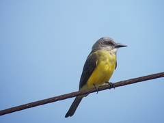 Tyrannus melancholicus