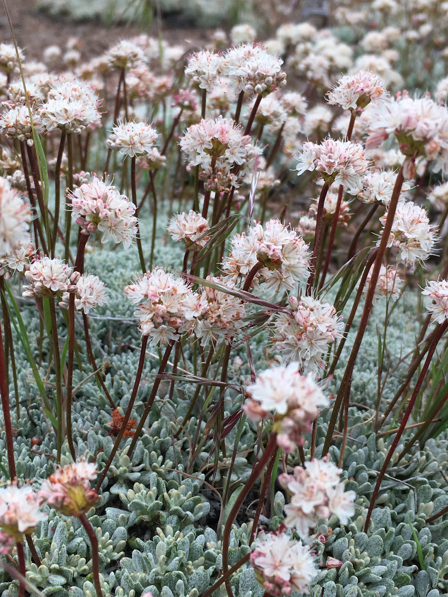Eriogonum kennedyi var. pinicola