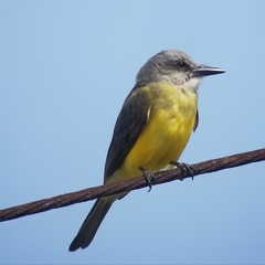 Tyrannus melancholicus