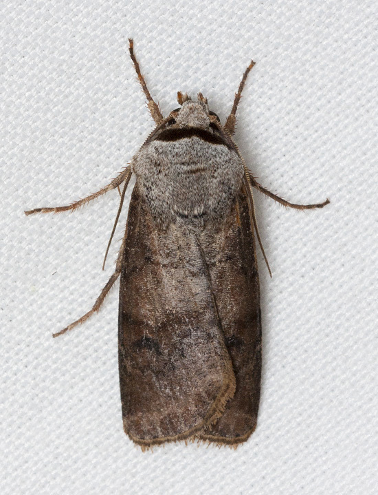 Euxoa bochus (Noctuid Moths of Montana, USA) · iNaturalist