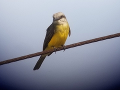 Tyrannus melancholicus