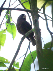 Sao Tome Grosbeak photo 2