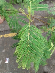 Leucaena leucocephala