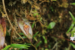 Pleurothallis deflexa
