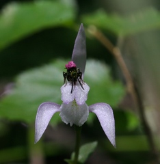 Triphora trianthophoros