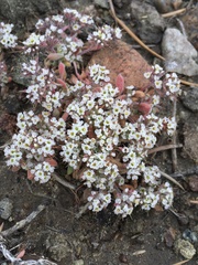 Chorizanthe spinosa