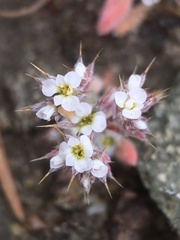 Chorizanthe spinosa