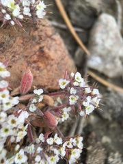 Chorizanthe spinosa