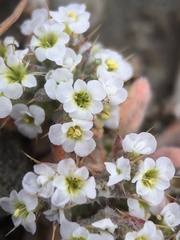 Chorizanthe spinosa