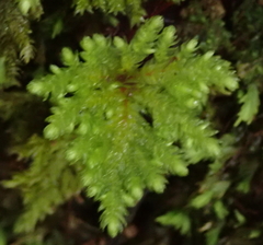 Mniodendron colensoi