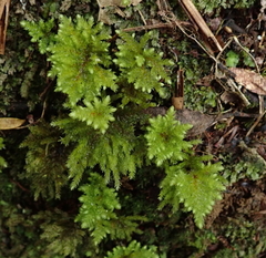 Mniodendron colensoi