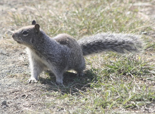 Otospermophilus douglasii