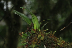 Maxillaria notylioglossa