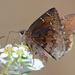 Northern Cloudywing - Photo (c) Ken Butler, some rights reserved (CC BY-NC), uploaded by Ken Butler
