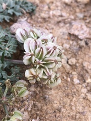 Cymopterus