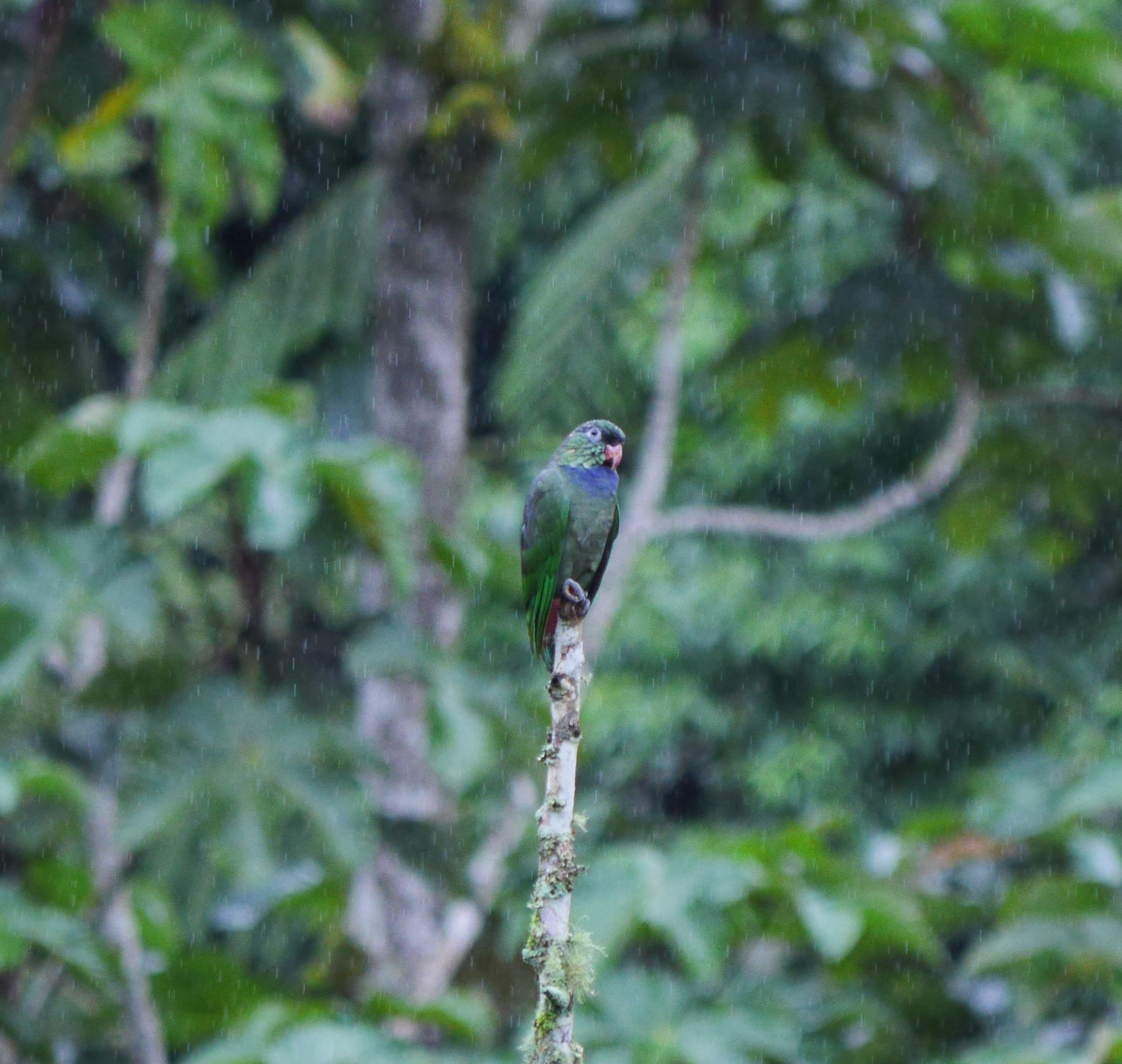 Red-billed Parrot (Pionus sordidus), photo 2