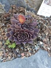 Sempervivum heuffelii