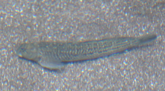 Parablennius parvicornis