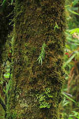 Epidendrum calyptratum