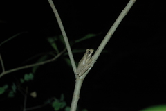 Osteopilus dominicensis