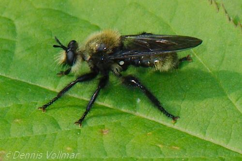 Boreal Laphria photo 3