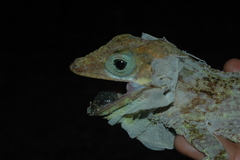 Anolis baleatus