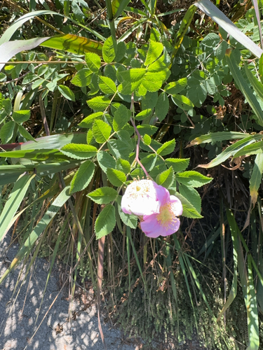 iNaturalist observation photo of California Wild Rose