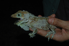 Anolis baleatus