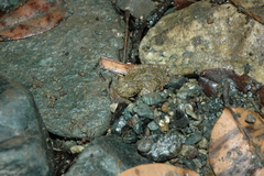 Osteopilus vastus
