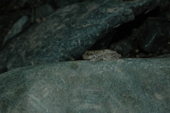 Osteopilus vastus