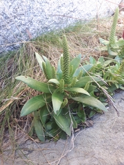 Orostachys