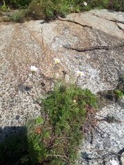 Chrysanthemum coreanum