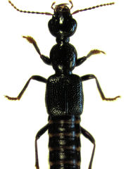 Phanophilus comptus