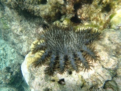 Acanthaster