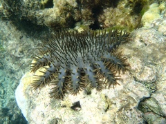 Acanthaster