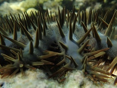 Acanthaster