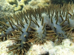 Acanthaster