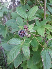 Eleutherococcus sessiliflorus