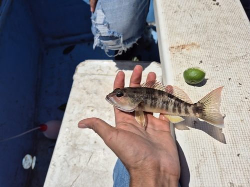 Inshore sand perch (Diplectrum pacificum) — Serranidae — 5